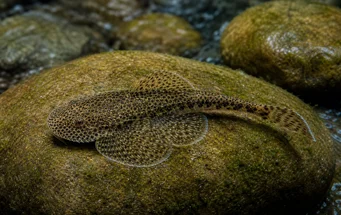 Gastromyzon punctulatus (Onderbroken loche)