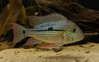 Geophagus daemon (Geofagus Daemon)