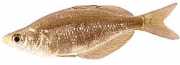 Glossolepis incisus Nieuw -Guinea Rainbow Fi...