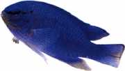 Glyphidodontops cyaneus Blauwe duivel