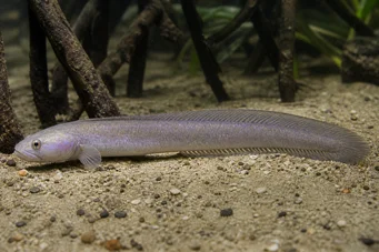 Gobioides peruanus (Gobie-angaille)