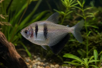 Gymnocorymbus ternetzi (Zwarte weduwe)