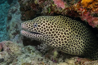 Gymnothorax favagineus Luipaardmuur