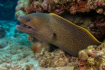 Gymnothorax flavimarginatus Gele randmuur