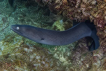 Gymnothorax monochrous Grijze muur
