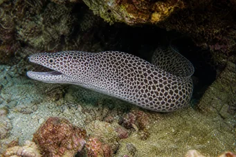 Gymnothorax rueppelliae Geel hoofdeinde