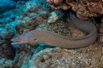 Gymnothorax undulatus Golvende muur