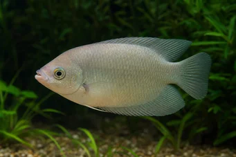 Helostoma temmincki Kussen - Gourami -omgekeerde