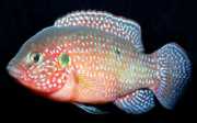 Hemichromis lifalili Rode Acara