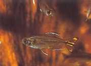 Hemigrammopetersius caud... Congo Tetra met geel