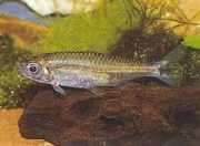 Hemigrammopetersius pulc... Afrikaanse Tetra geboren