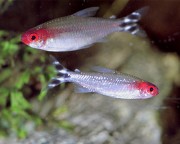 Hemigrammus bleheri Rode mond tetra
