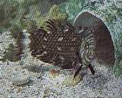 Hemipteronotus taeniouru... Gemaskeerde labre