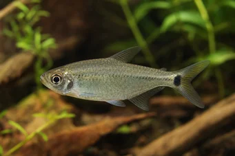 Hemigrammus caudovittatus / Hyphessobryc (Diamant tetra)