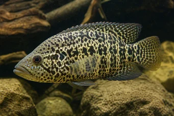 Heros managuense (Cichlid van Managua)