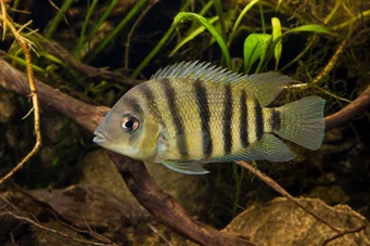 Cichlosoma nigrofasciatum (Nigro)