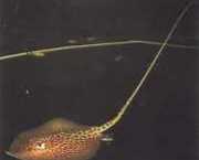 Himantura oxyrhynchus Indo-Australische gevlek...