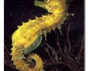 Hippocampus guttulatus Mediterrane hippocampus