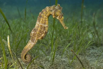 Hippocampus guttulatus (Mediterrane hippocampus)