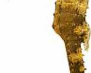 Hippocampus kuda Vergulde hippocampus