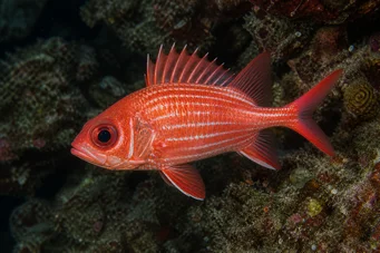 Holocentrus diadema (Soldaat geveegd)