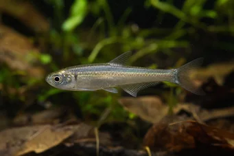 Holoshestes pequira (Oranje vlek tetra)