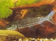 Hydrocynus goliath Tetra-loup, Afrikaanse t...