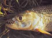 Hydrocynus vittatus Karakter