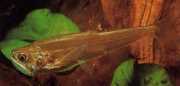Hydrolycus scomberoides Tetra-loup, karakter-tig...