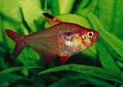 Hyphessobrycon callistus Ruby van Paraguay