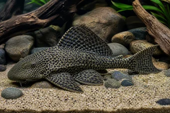 Hypostomus grandiosus (Pleco -luipaard)