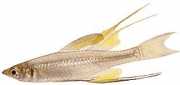 Iriatherina werneri IAtherina Werneri