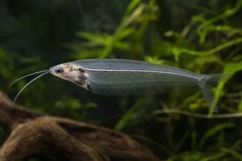 Kryptopterus bicirrhis