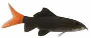 Labeo bicolor rode staart