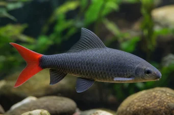 Labeo erythrurus (Labéo albino's)