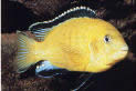 Labidochromis caeruleus Geel