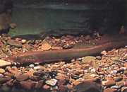 Lampetra fluviatilis Fluviale lamp