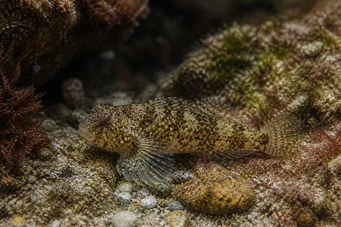 Lepadogaster candollei Hengel