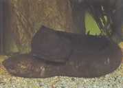 Lepidosiren paradoxa Zuid -Amerika Lepidosir�...