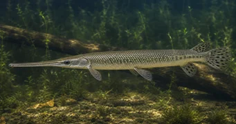 Lepisosteus osseus Krokodiele snoek