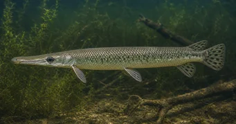 Lepisosteus platostomus Plateau lepisoste