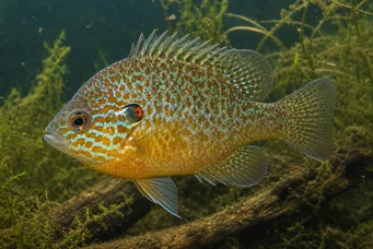 Lepomis gibbosus (Zonnepaal of regenboogpaal)