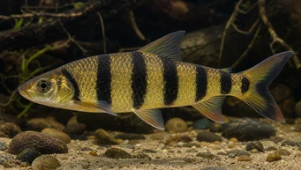 Leporinus fasciatus fasciatus (Leporinus met zwarte bands)