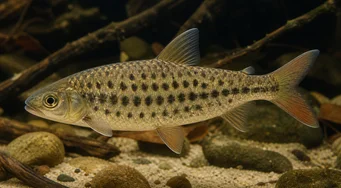 Leporinus maculatus (Gevlekte leporinus)