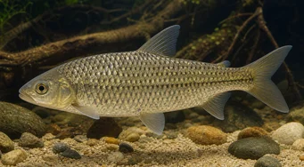 Leporinus megalepis (Leporinus met geweldige schalen)
