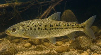 Leporinus moralesi (Leporinus rijp)
