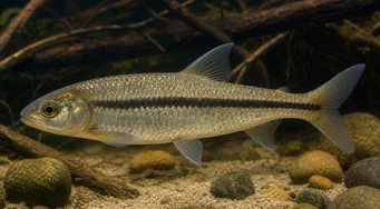 Leporinus nigrotaeniatus Zwarte strepen leporinus