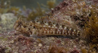 Lipophrys pholis Gewoon