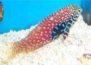 Macropharyngodon bipartitus Vermiculeerde labre