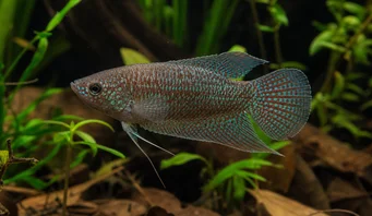 Macropodus cupanus Bruin-staartstaartvisserijvissen